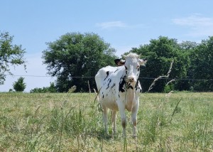 Roquefort (3ter)              